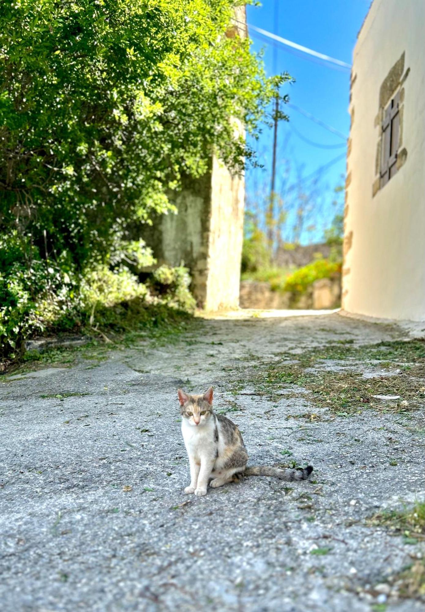 Aba Plaka (Apokoronas)